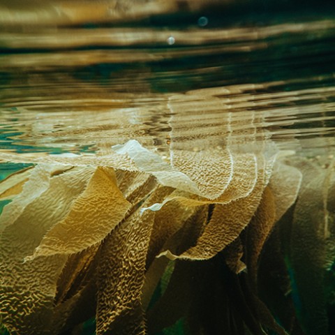 Kelp