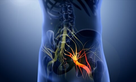 512px-3D_still_showing_Sciatica_nerve sciatica